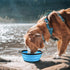 COOYOO Collapsible Dog Bowl,2 Pack Collapsible Dog Water Bowls for Cats Dogs,Portable Pet Feeding Watering Dish for Walking Parking Traveling with 2 Carabiners