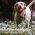 Dog Balls for Aggressive Chewers, Indestructible Floating Bouncy Balls, Lightweight Chew Balls, Fetch Balls for Large &