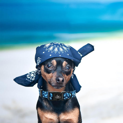 Elegant Little Tail Adjustable Dog Collar, Soft Puppy Collar with Quick Release Buckle, Shark Print