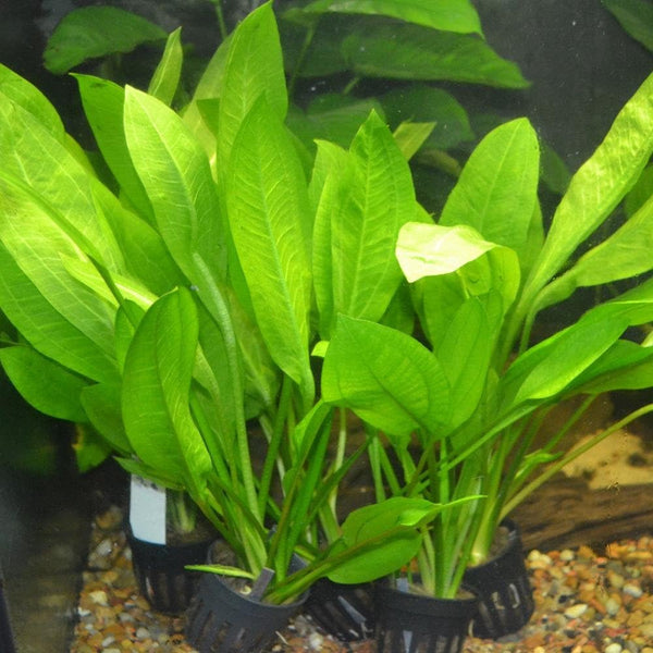 Water Plants Amazon Sword - Echinodorus Bleheri x3 Plants - Live Aquarium Plant