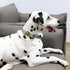 Tie Dye Summer Cotton Dog Collar with Metal Buckle, Gift Collar for Small Medium Large Dogs, Cute Durable Comfortable