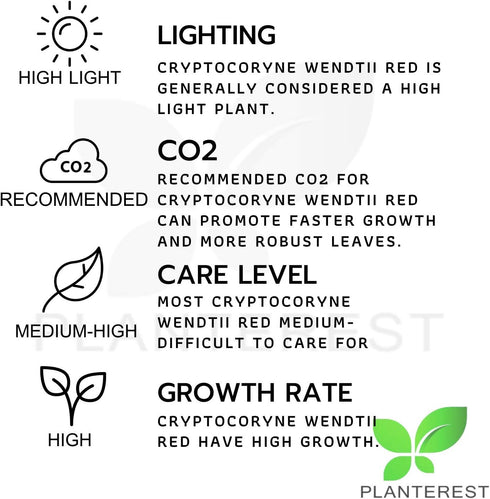 PLANTEREST BUY2GET1FREE Cryptocoryne Wendtii Red Potted Live Aquarium Plant Tropical Freshwater Decorations