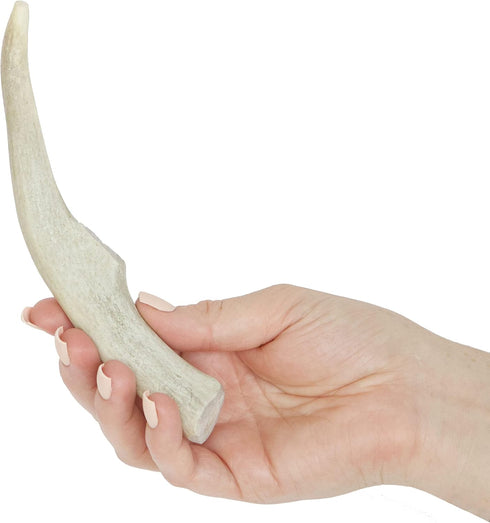 Prairie Dog Antlers, North American Whole Deer Antler, MEDIUM, Naturally Shed, 6-7.5 inches long