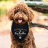 Yishuliwu 2025 Promoted to Big Brother Black Pet Dog Bandanas Triangle Scarf Bandanas Bibs Birthday Party Props Gender