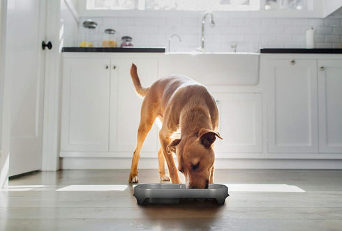 Neater Pet Brands Neater Slow Feeder, Fun Healthy Dog Bowl Helps Stop Bloat and Improves Digestion