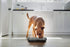 Neater Pet Brands Neater Slow Feeder, Fun Healthy Dog Bowl Helps Stop Bloat and Improves Digestion