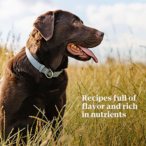 NUTRO PREMIUM LOAF Adult Natural Grain Free Wet Dog Food, Tender Beef, Sweet Potato & Carrot Recipe, 12.5 oz. Cans