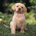 Adjustable Cotton Dog Collar for Large Dogs, Cute Pink Daisy Collar with Metal Buckle, XL