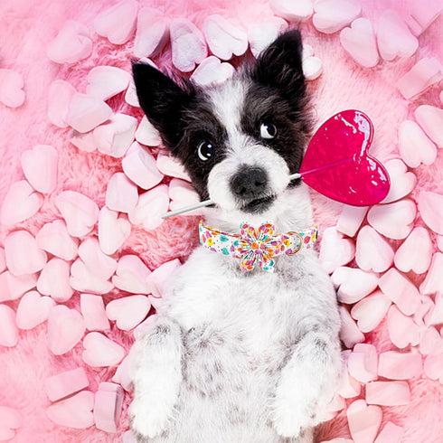 Elegant little tail Valentine's Day Dog Collar with Flower, Adjustable Heart Dog Collar for X-Small Dogs
