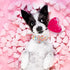 Elegant little tail Valentine's Day Dog Collar with Flower, Adjustable Heart Dog Collar for X-Small Dogs