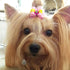 PET SHOW 50pcs Small Dog Hair Bows with Rubber Bands for Grooming Costumes