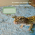 XFJYMXDM 4 Pcs Leopard Gecko Potty Pad, Reptile Lizard Gecko Latrine Trays, Leopard Gecko Tray for Lizard Reptile Gecko