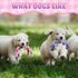 12 Pcs Multi Color Rope Dog Toys | Cotton Puppy Chew Rope Teething Toys for Small and Medium Dogs