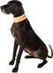 Hi-Vis Dog Cooling Collar, Orange Reflective Re-Freezable Ice Collar (X-Large)