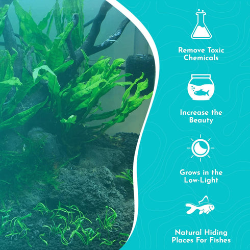 Live Plants for Fish Tank - Java Fern Mat with Coconut Coir, Microsorum Pteropus - Ideal Live Plants for Beta Fish Tank