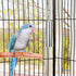 Hypeety Stainless Steel Bells Toy for Bird - Parrot, Macaw, African Greys, Amazon, Eclectus, Cockatoo (S)
