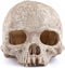Carefree Fish Aquarium Decoration, Skull Fish Tank Head Skeleton Decorative Cave Landscape for Pet Reptile House