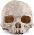 Carefree Fish Aquarium Decoration, Skull Fish Tank Head Skeleton Decorative Cave Landscape for Pet Reptile House