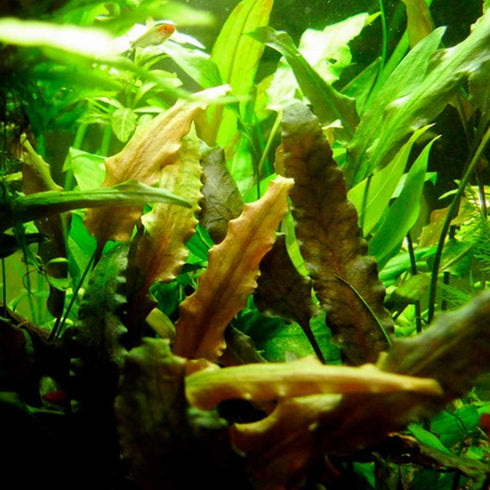 Mainam 30+ Package Set Rosette Stems Starter Beginner Live Aquarium Plants Java Moss, Micro Sword, Amazon Sword