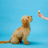 SPOT Pup Ice, Ready to Freeze at Home Dog Treats, Edible Chews for Medium Breed Dogs, 2pcs