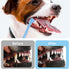 salbsever 2 Pack Dog and Cat Toothbrush Kit - Mini Head Soft Brush for Deep Clean - Suitable for Puppy, Kitten, Small
