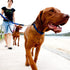 EzyDog Standard 24-Inch Rope Dog Leash Extension - Black - Reflective Trim for Nighttime Safety
