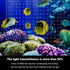 Aquarium Divider Clear for 10 Gallon/20-Gallon Fish Tank, Includes Suction Cups Accessories