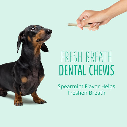 Better Belly Fresh Breath Dental Chews, Small Rolls, Dog Treats, 10-Count