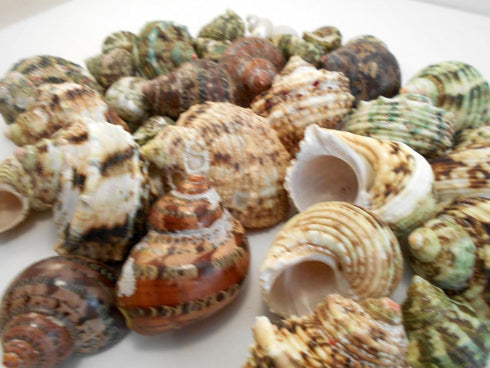 Florida Shells and Gifts Inc. 30 1"-2" 1/2"-1") FSG - Select Hermit Crab Shells Lot Size (Opening Seashells - Includes