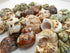 Florida Shells and Gifts Inc. 30 1"-2" 1/2"-1") FSG - Select Hermit Crab Shells Lot Size (Opening Seashells - Includes
