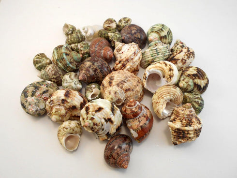 Florida Shells and Gifts Inc. FSG - 30 Select Hermit Crab Shells Lot 1"-2" Size (Opening 1/2"-1")