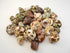 Florida Shells and Gifts Inc. FSG - 30 Select Hermit Crab Shells Lot 1"-2" Size (Opening 1/2"-1")