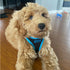 Voyager Step-In Air Dog Harness - Army/Black Trim, L - No Pull, Reflective, All Weather Mesh for Small, Medium Dogs,