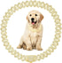 Gold Cuban Link Dog Collar, Bling Dog Chain Necklace with Rhinestone for Girls Female Kitten Puppy, Sparkly Glitter for