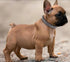 Spiked Dog Collar with Mushrooms Rivet Spike, Anti-Bite Studded PU Leather for XXS XS Small Medium Large Dogs