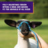 Weaver Livestock Poly Rope Sheep Halter, Modern Braid Sheep and Goat Rope Halter, Adjustable Lamb Lead