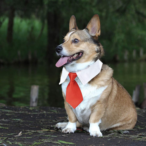 Segarty 6 Pieces Bow Tie Dog Collar, Adjustable Neckties with Suit White Collar for Medium Large Dogs Tuxedo