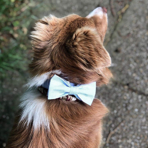 Unique Style Paws Pet Bowtie Dog Collar - Soft & Comfy Gift for Dogs and Cats, 6 Sizes and 7 Patterns