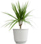 Live Dracaena Marginata, Easy House Plant Decor in 6" White Pot, Dragon
