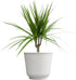 Live Dracaena Marginata, Easy House Plant Decor in 6" White Pot, Dragon