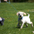 Chew Proof 6FT Dog Leash, Heavy Duty Metal Cable Lead Made of Coated Wire Rope for Large Dogs and Puppies