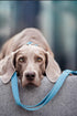 Soft Leather Dog Collar and Leash Set (6.6'), Stylish Rose Gold Heavy Duty Metal Buckle, 4 Adjustable Lengths for Small