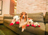 24" 24" Size:Pack 1 HDP Lambchop Plush Dog Toy with Squeaker Color:White