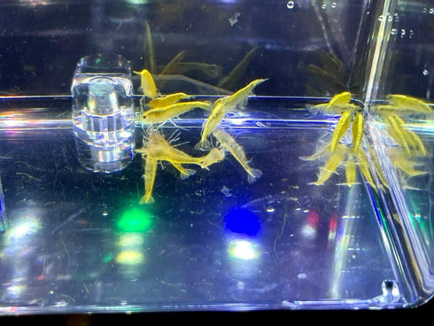 (10 (+2)) Golden Back Yellow Shrimp Live Freshwater Shrimp Aquarium Neocaridina Inverts RCS Shrimps