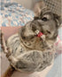 Exotic Nutrition Dried Rose HIPS (3 oz.) - Healthy Natural Treat for Small Pets like Chinchillas, Guinea Pigs, and More