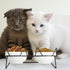Elevated Tilted Cat Bowls for Indoor Cats, Raised 15° Ceramic Cat Bowl for Food and Water, Anti Vomiting Bowl (Double