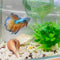 Quaziret Floating Betta Hide & Shrimp Cave 3-in-1 Aquarium Hammock Feeder Ring &