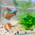 Quaziret Floating Betta Hide & Shrimp Cave 3-in-1 Aquarium Hammock Feeder Ring &