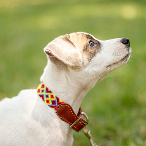 Moots Root Hand-Knitted Leather Pet Collar Red Small (ART170S)