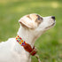 Moots Root Hand-Knitted Leather Pet Collar Red Small (ART170S)